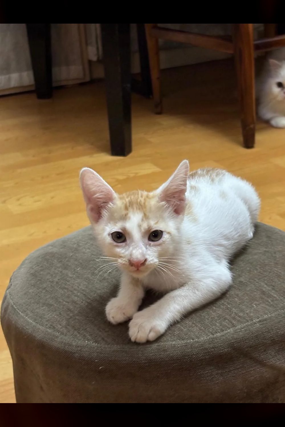 Adopt Kiki, a cat in Malviya Nagar — Delhi NCR