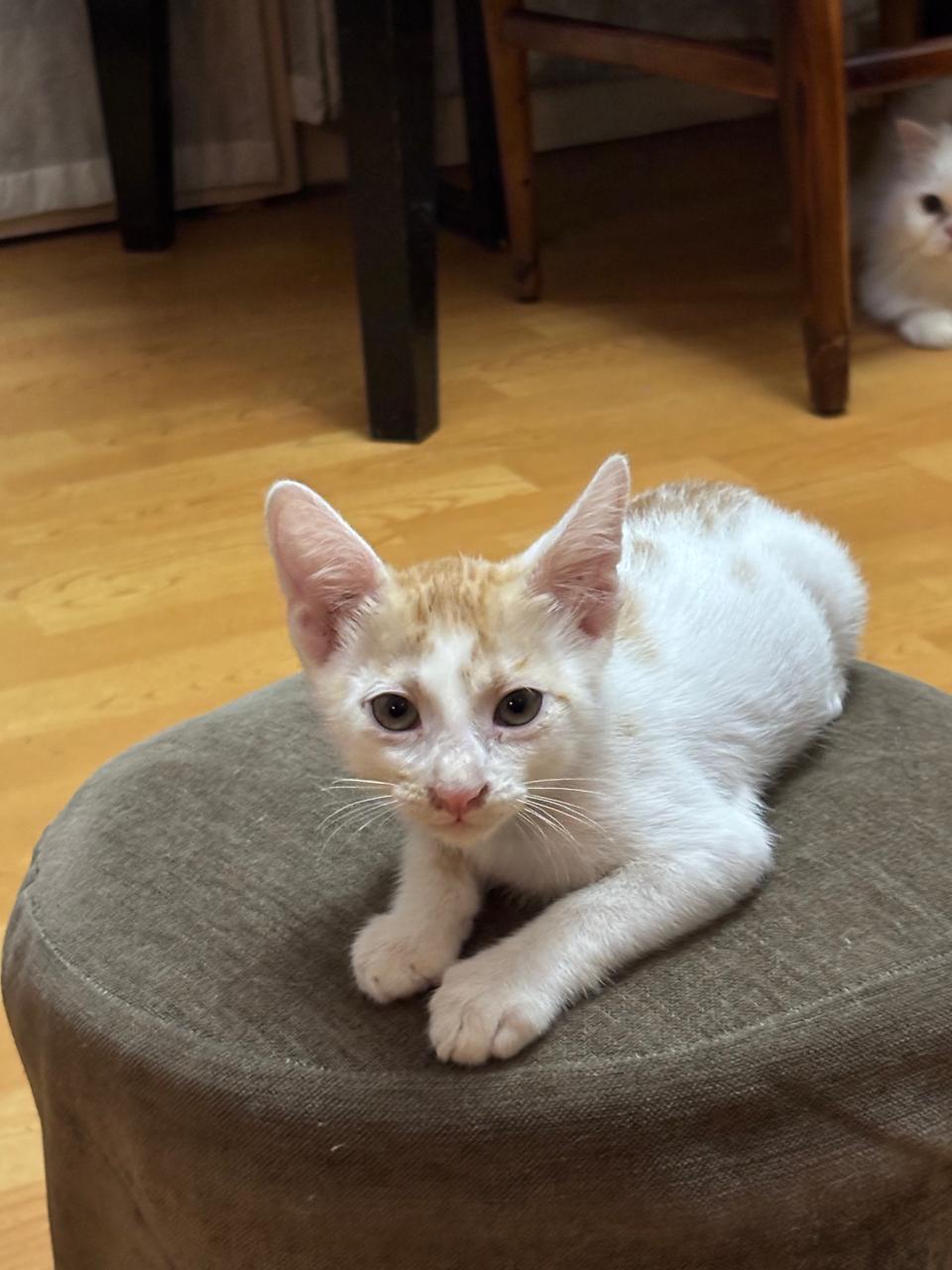[Delhi] Adopt Kiki