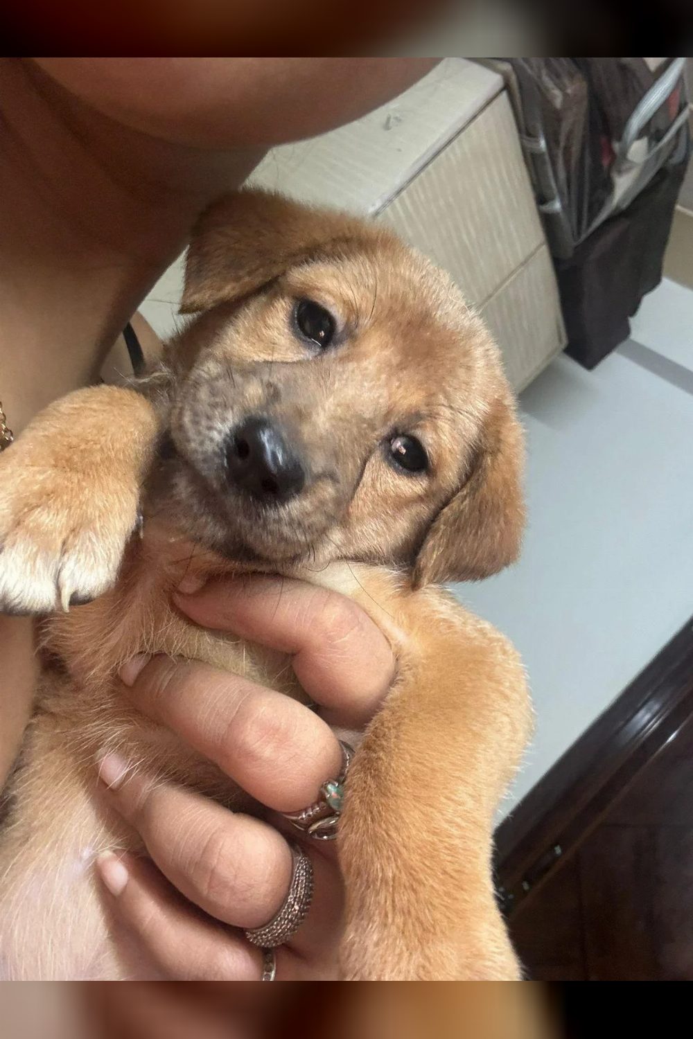 Adopt Maaya, a puppy in Malviya Nagar — Delhi NCR