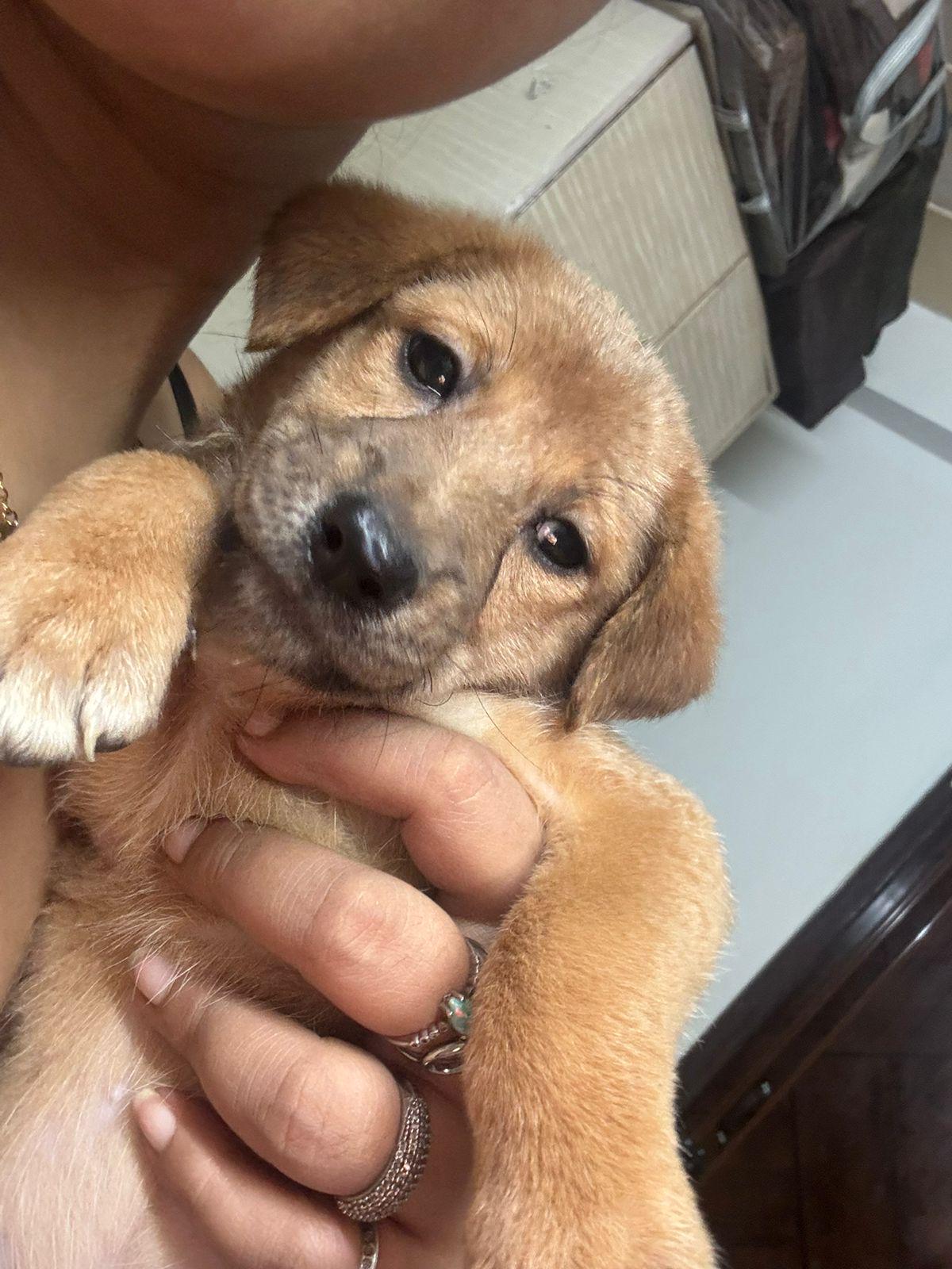 Adopt Maaya, a puppy in Malviya Nagar — Delhi NCR