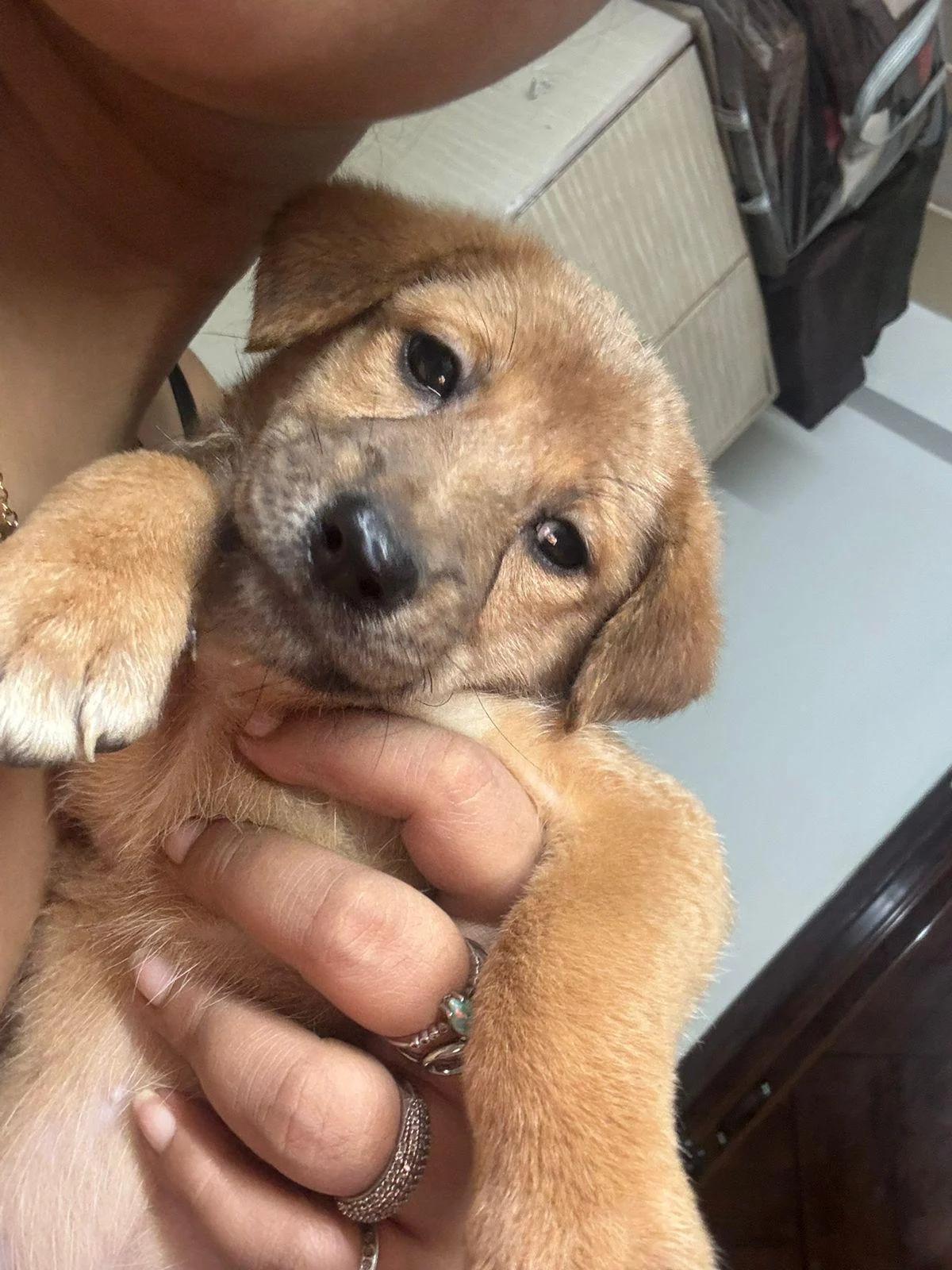 Adopt Maaya, a puppy in Malviya Nagar in Delhi NCR