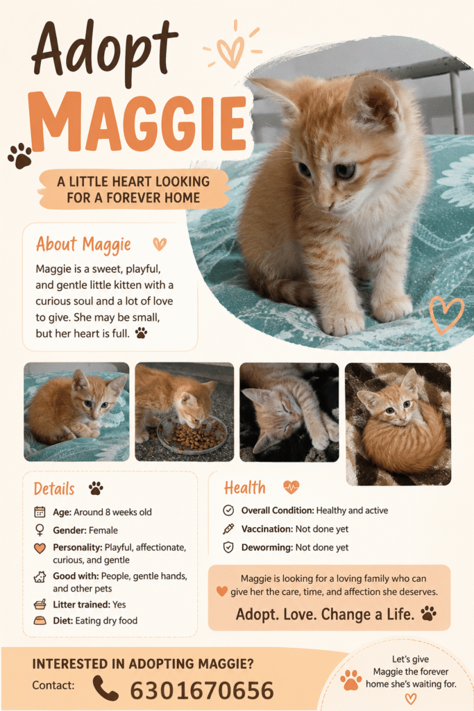 [City?] Adopt Maggie - pet in India