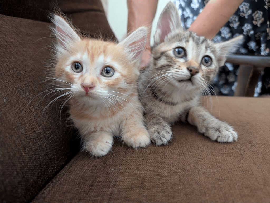 Adopt Mango and Smoky (2 mix bread cats) - pet in Bengaluru (listing 92753)