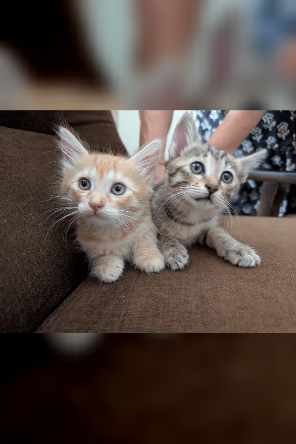 Mango, a 2-month-old female kitten for adoption — Bengaluru