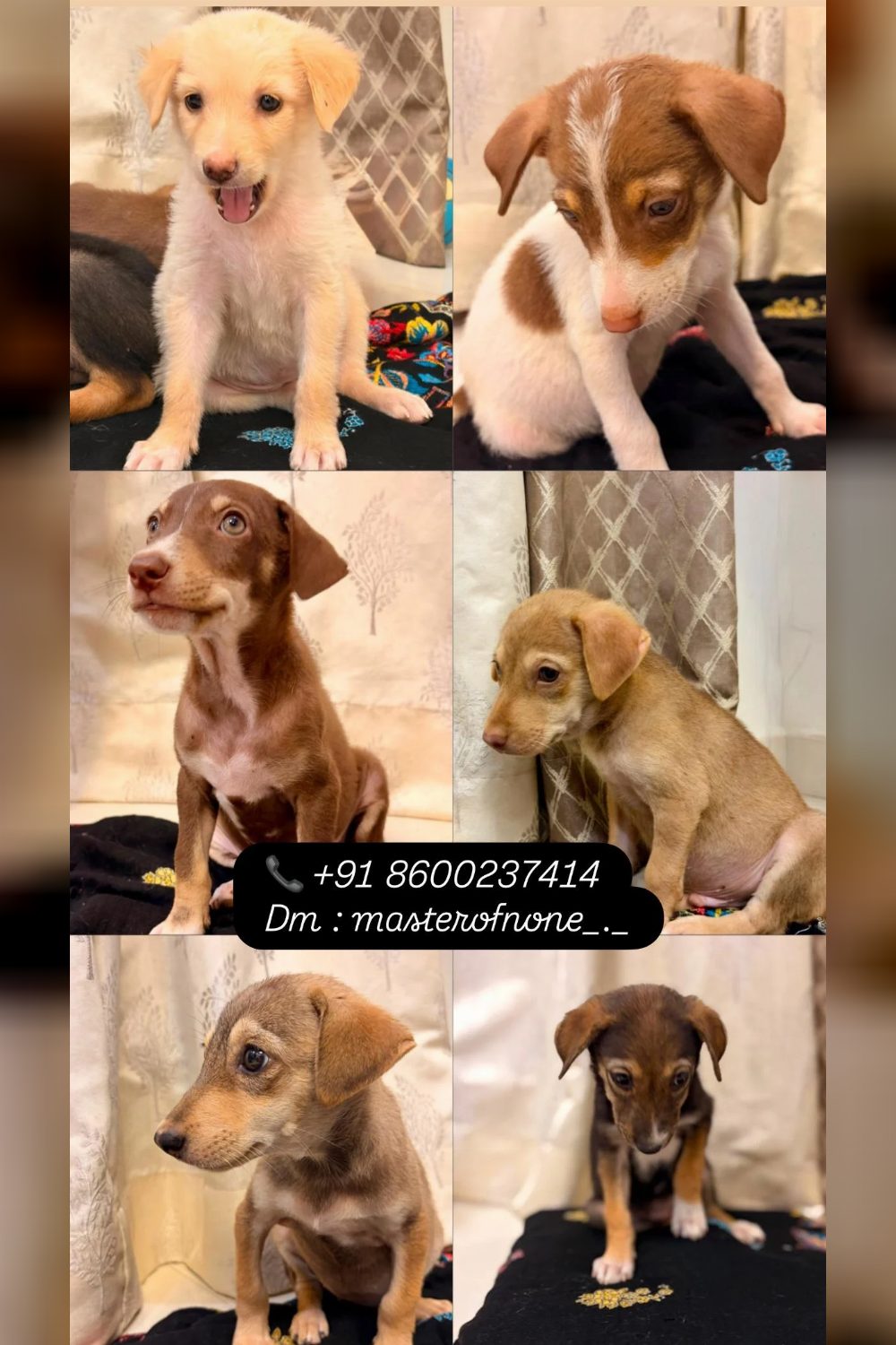 Adopt my indie dogs — Mumbai