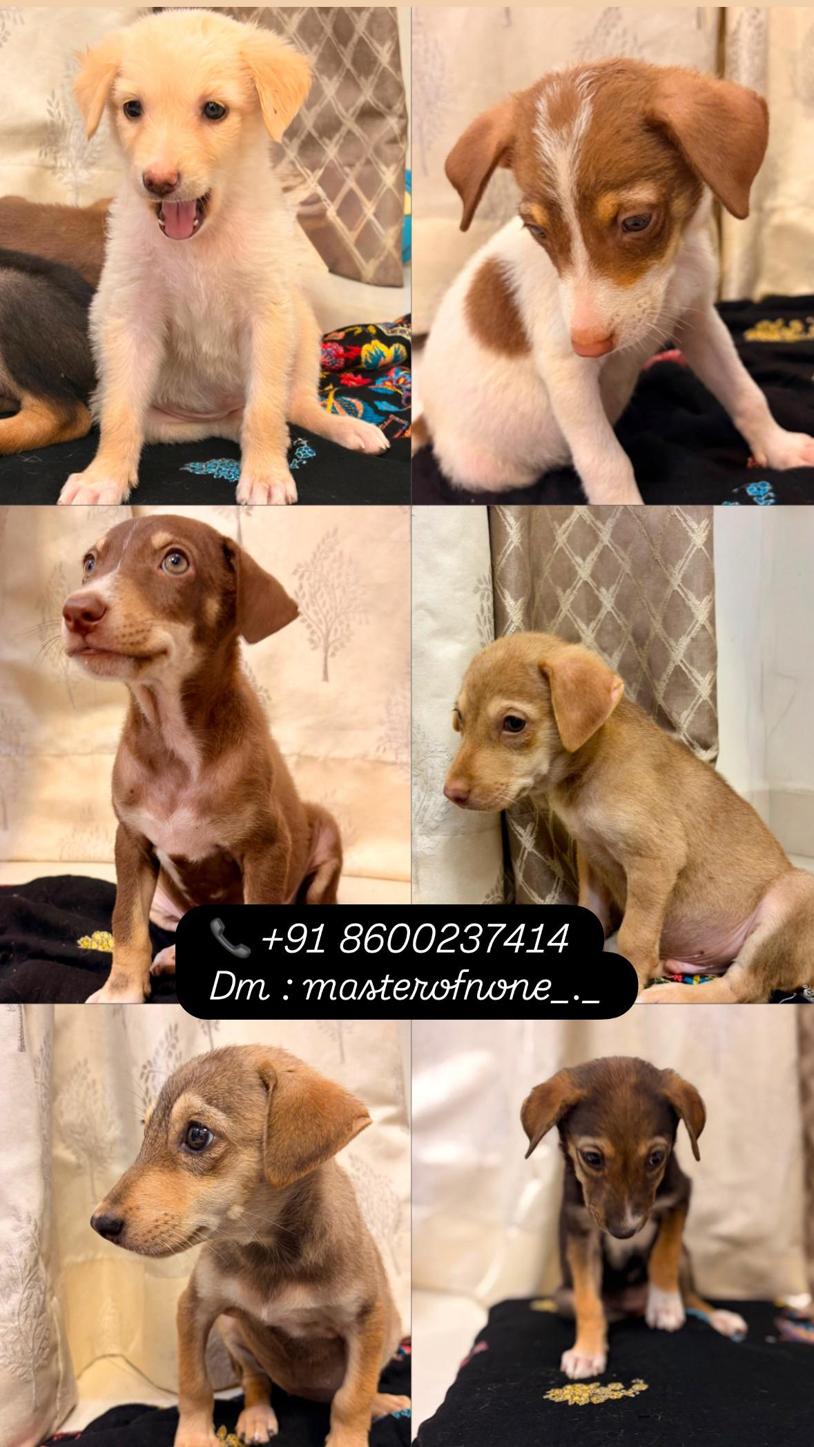 Adopt my indie dogs in Mumbai