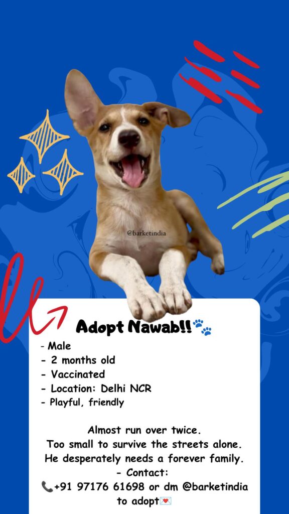 Adopt Nawab!!!! - pet in Delhi NCR