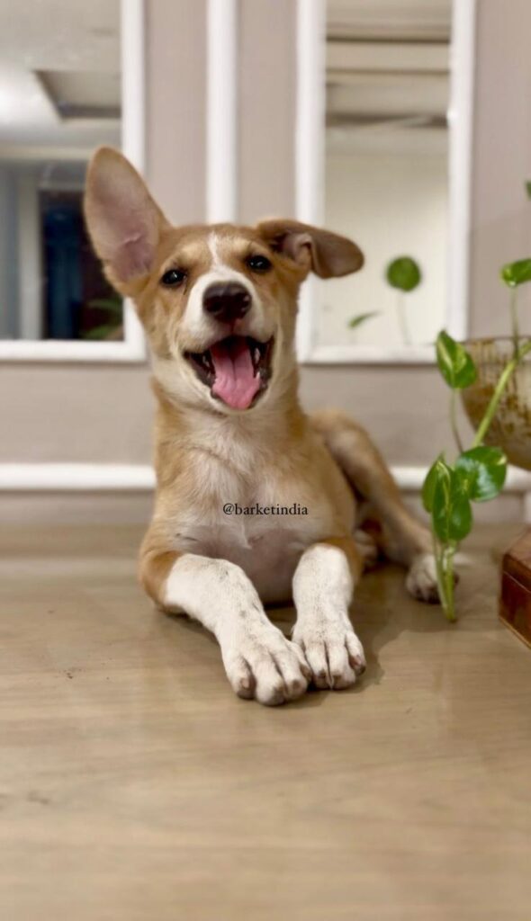 Adopt Nawab!! - pet in Delhi NCR