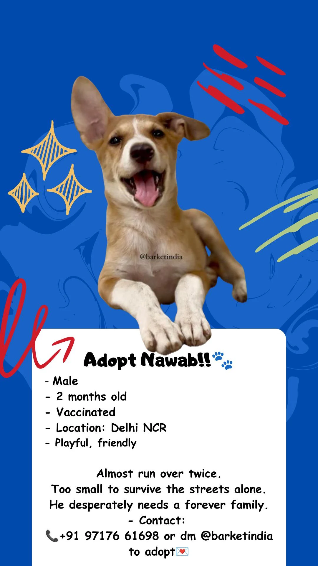 Adopt Nawab!!!! in Delhi NCR