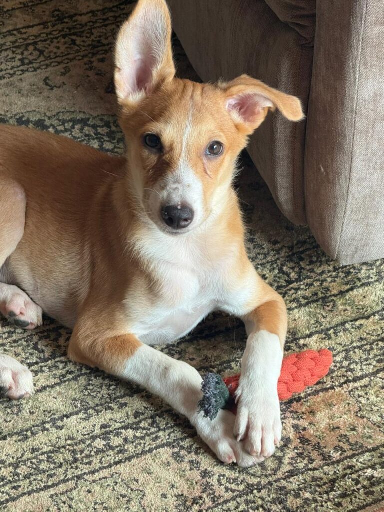 Adopt Nawab - pet in Delhi NCR