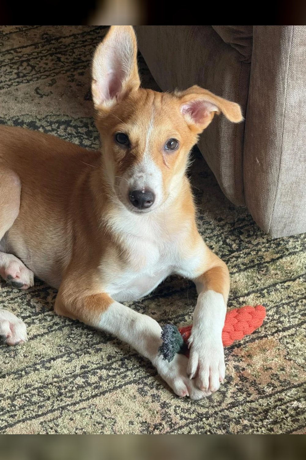 Adopt Nawab (Delhi/NCR)