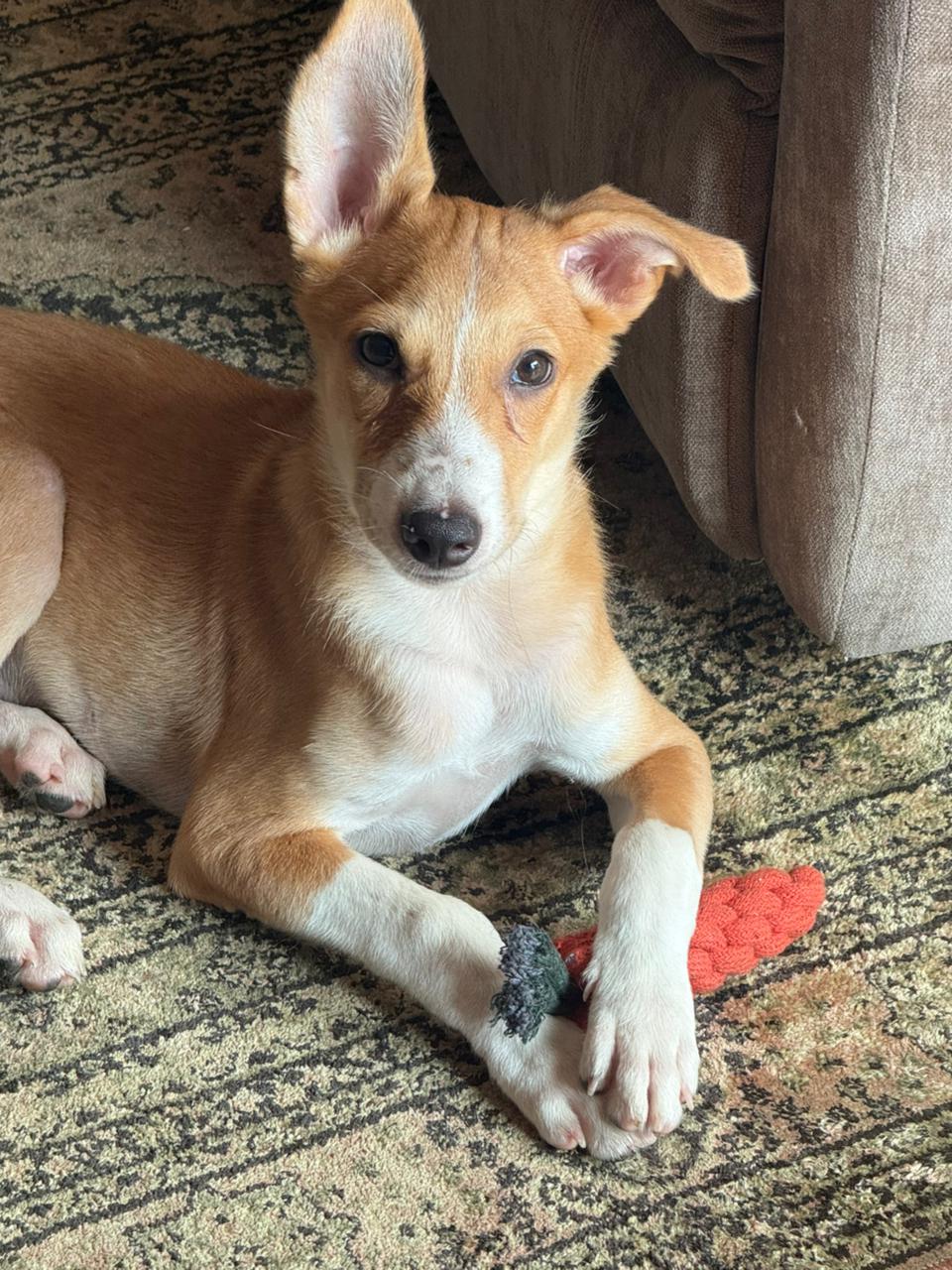 Adopt Nawab — Delhi NCR