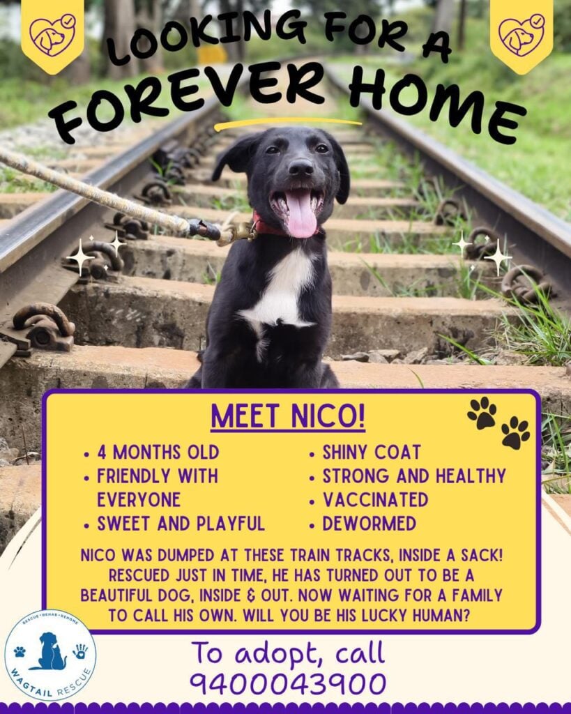 [City?] Adopt Nico - pet in India