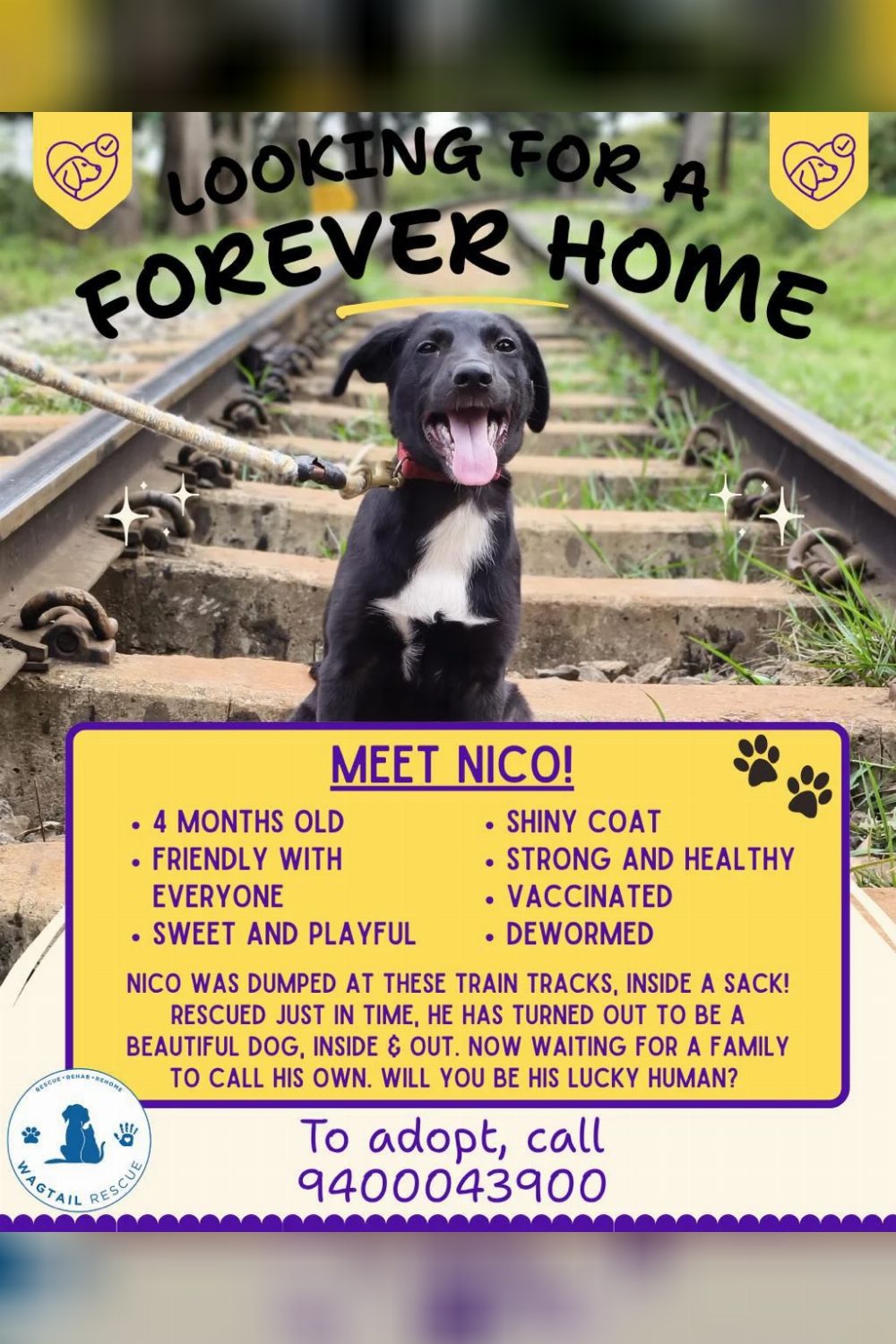 Adopt Nico โ Ooty