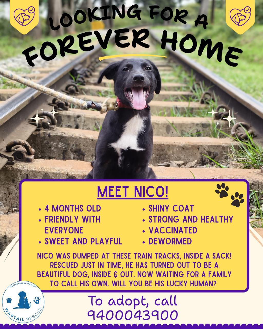 [Ooty] Adopt Nico