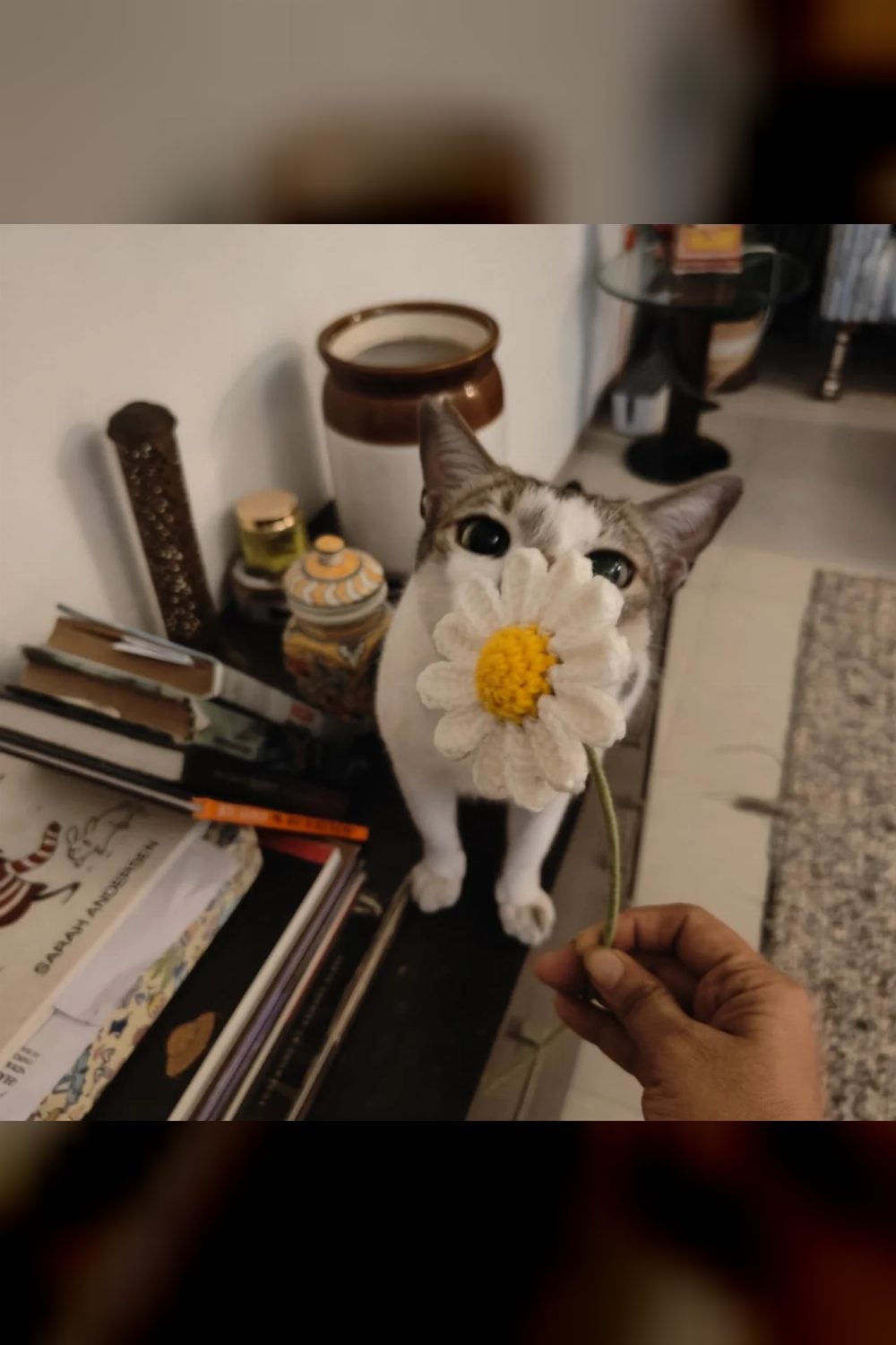 Adopt Oreo in Versova — Mumbai
