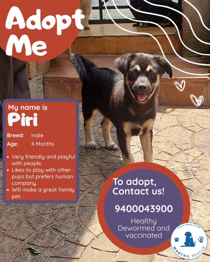 [City?] Adopt Piri! - pet in India