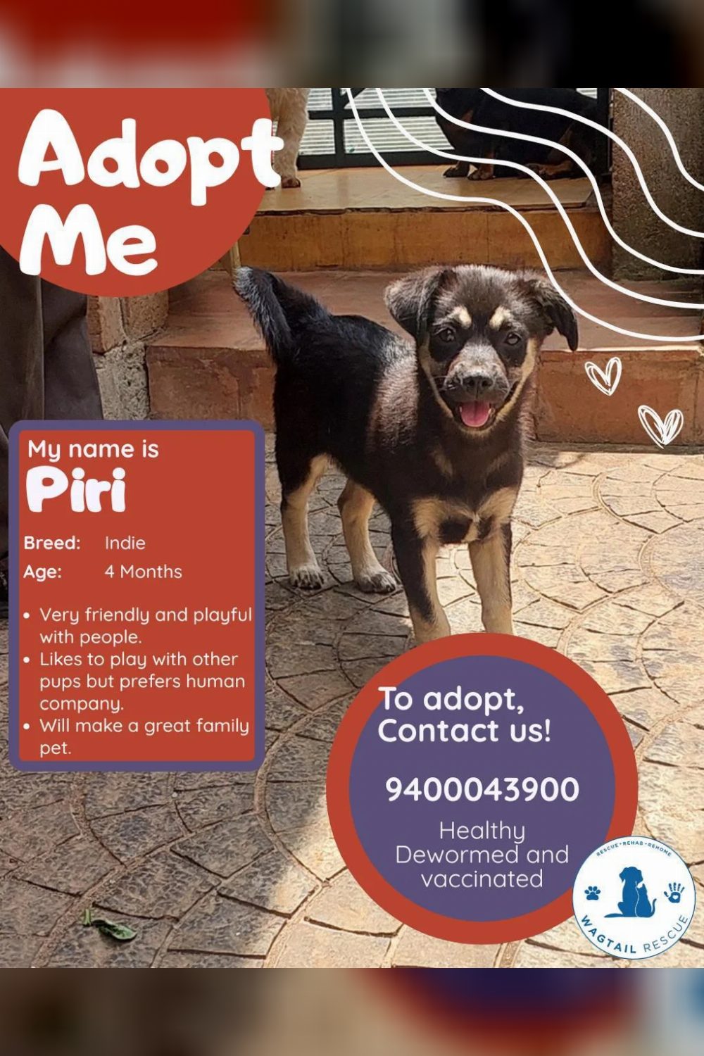 Adopt Piri! — Ooty