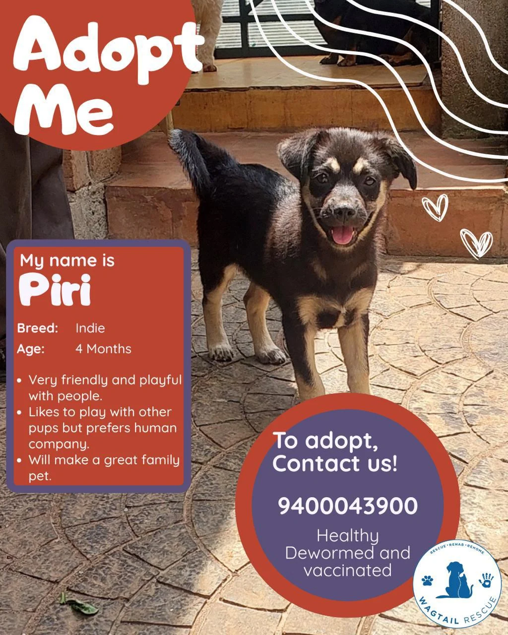 Adopt Piri! in Ooty
