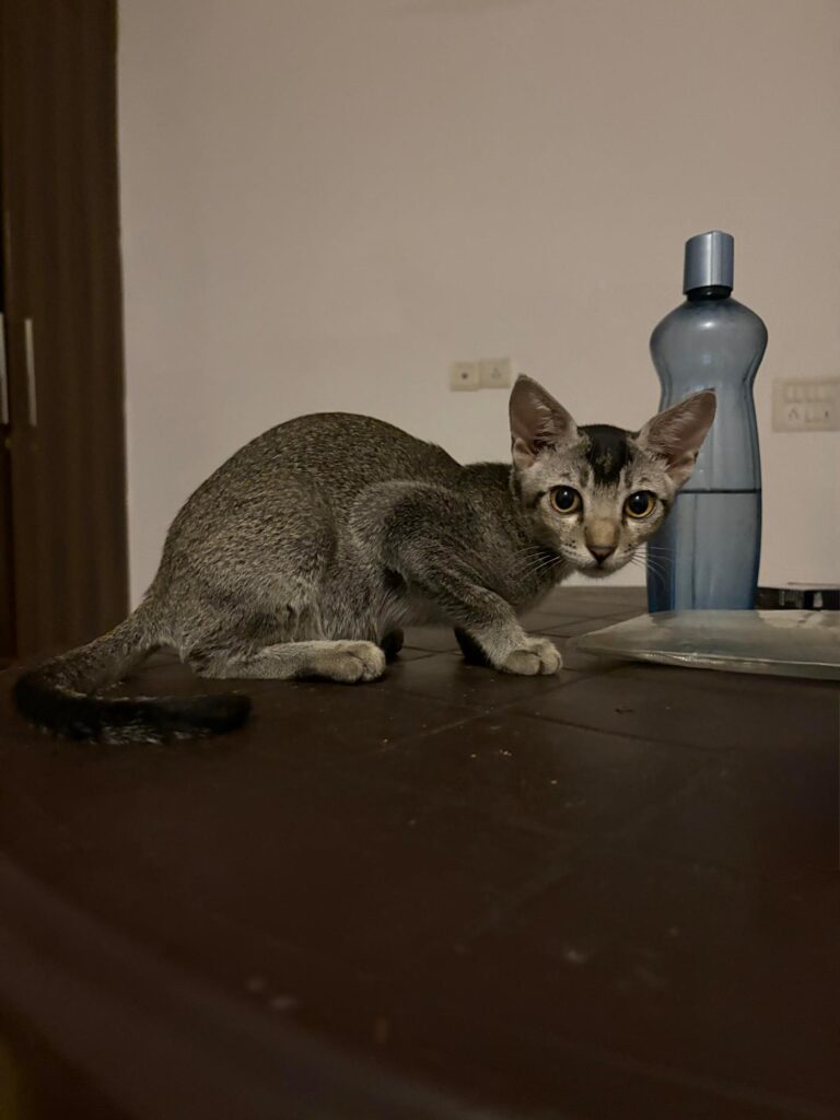 Adopt Quicksilver - pet in Delhi NCR