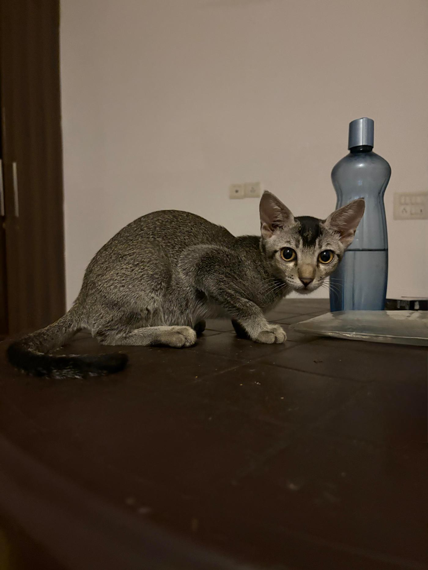 Adopt Quicksilver — Delhi NCR