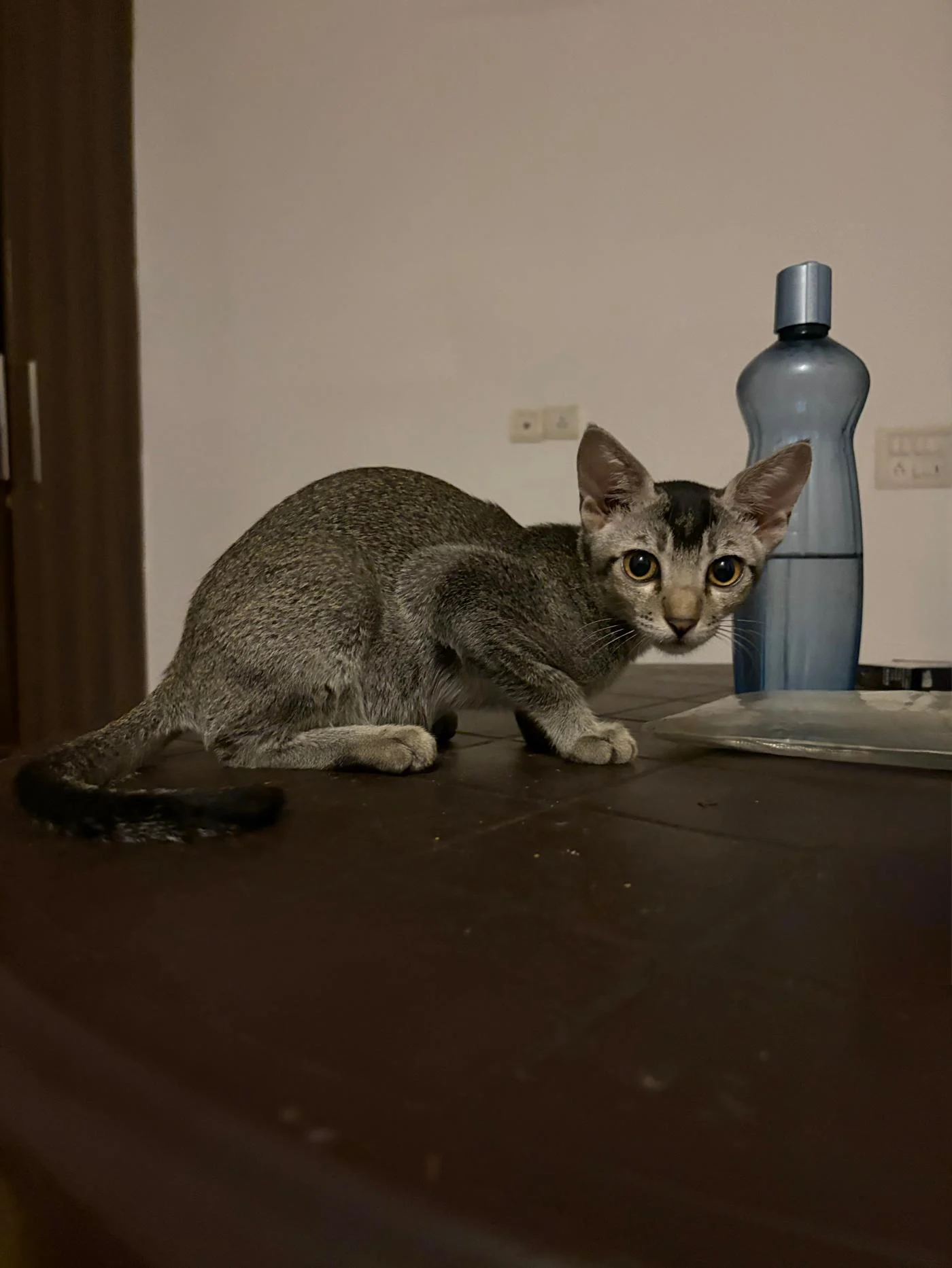 Adopt Quicksilver - pet in Delhi NCR
