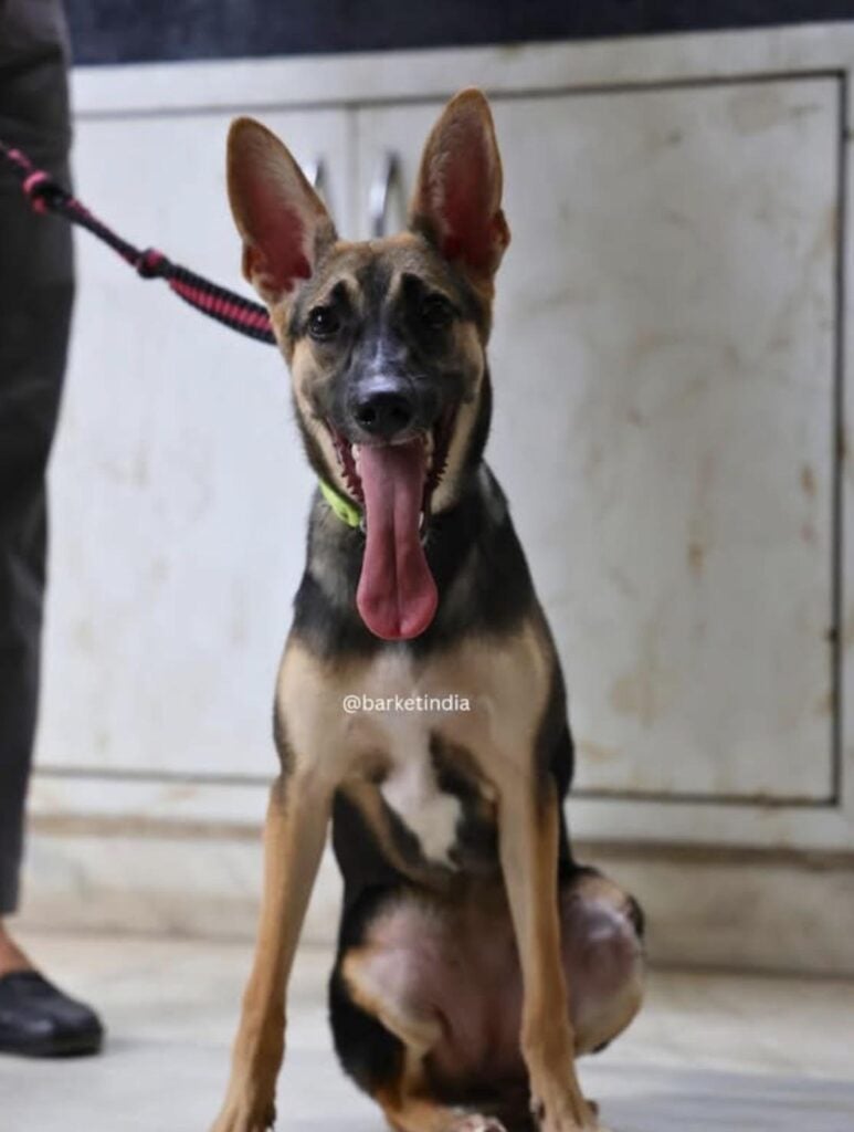 Adopt Tara - pet in Delhi NCR