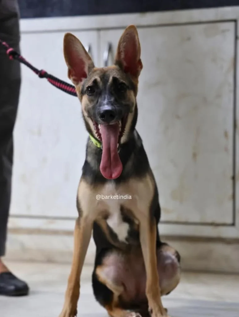 Adopt Tara - pet in Delhi NCR