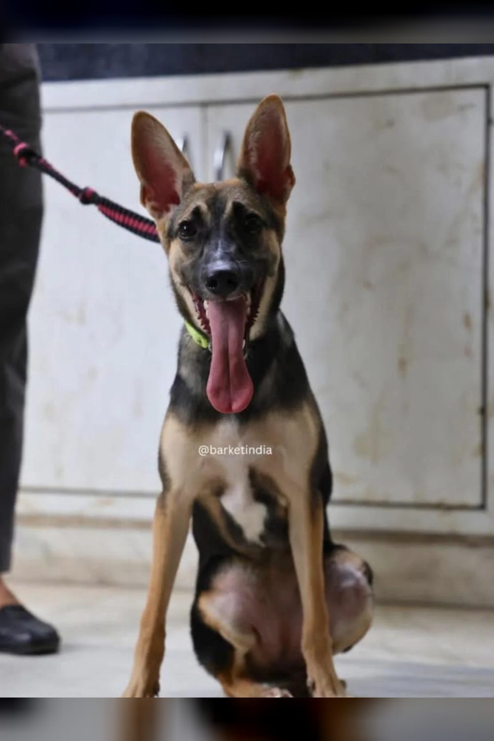 Adopt Tara — Delhi NCR