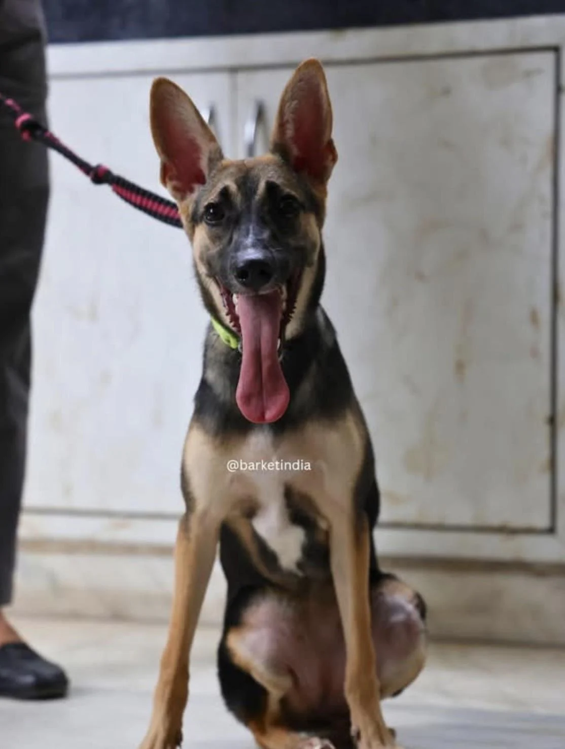 Adopt Tara in Delhi NCR
