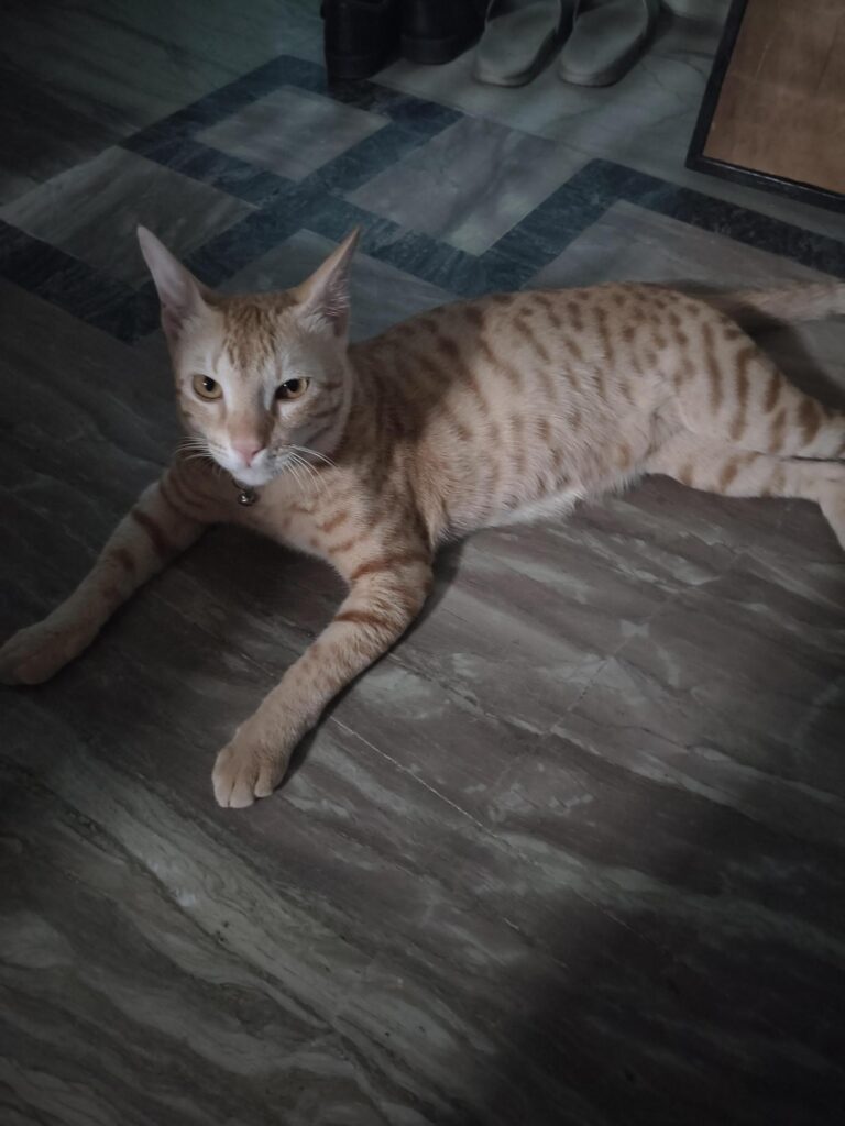 Adopt this cute billu - pet in Lucknow