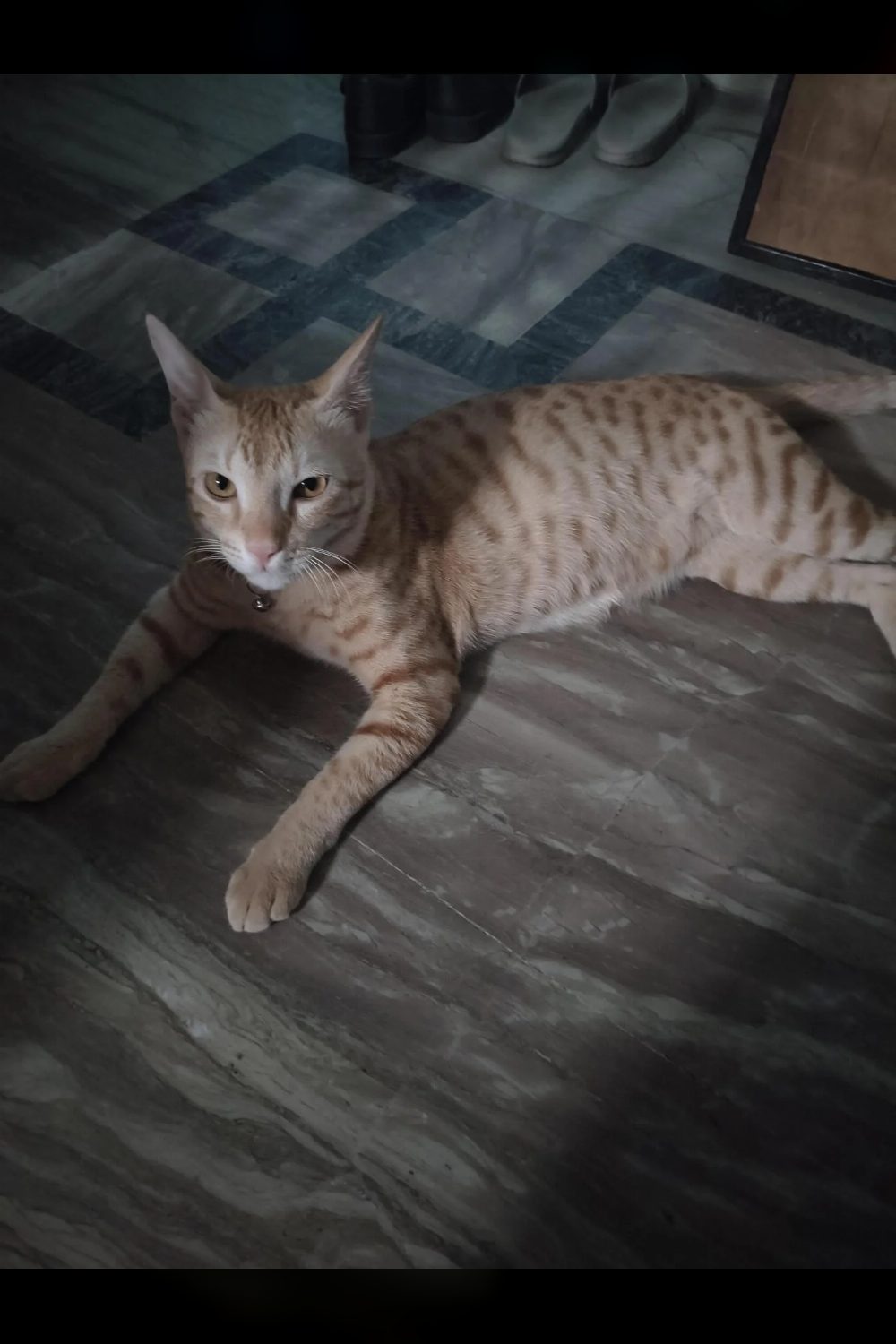 Adopt this cute billu — Lucknow