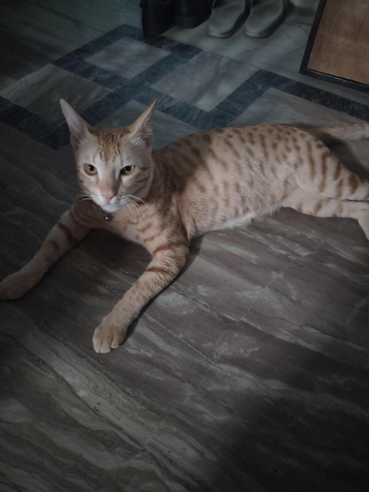 Adopt this cute billu — Lucknow