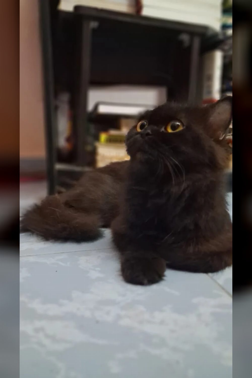 Adopt this cute cat chennai