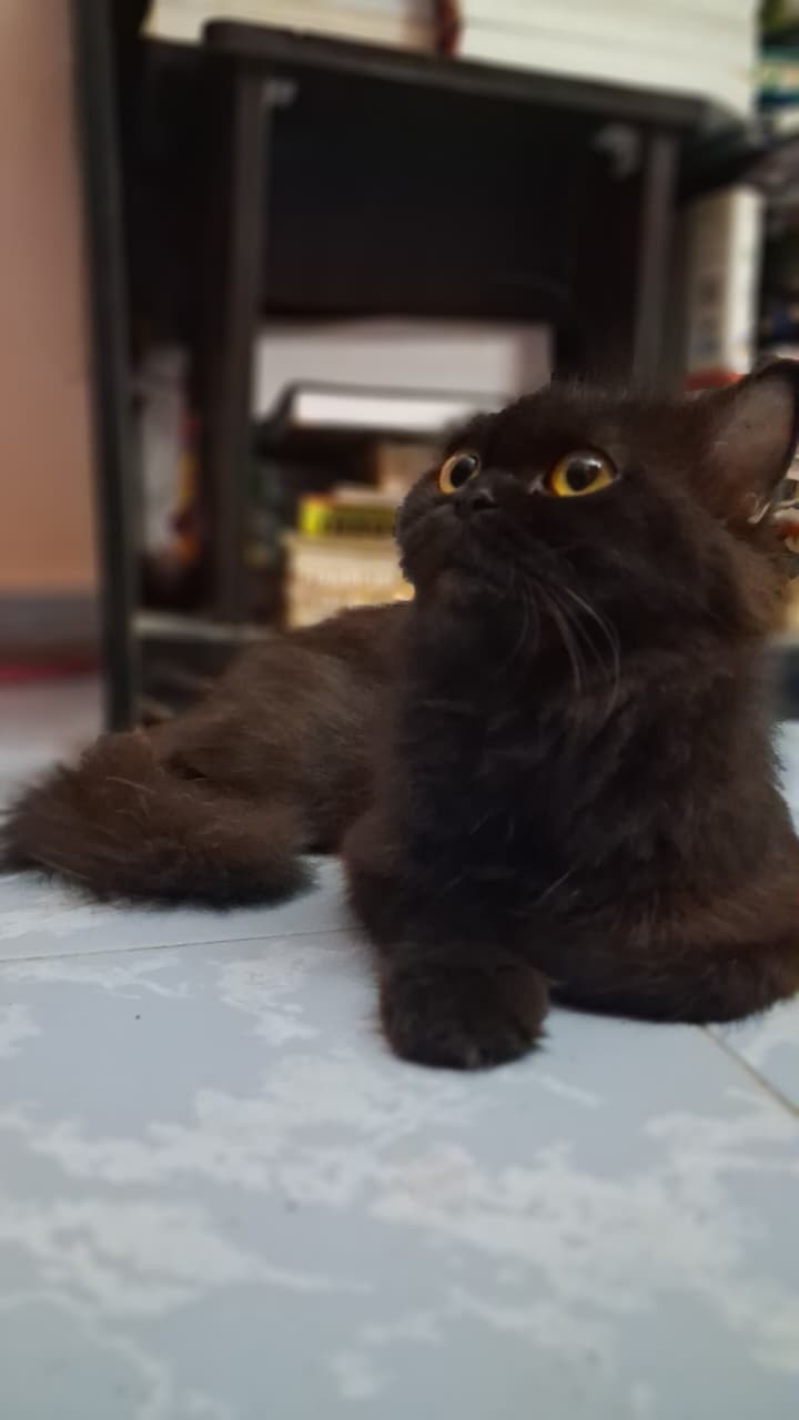 Adopt this cute cat chennai