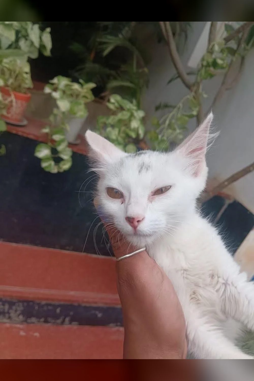 Adopt this little one from Domlur — Bengaluru