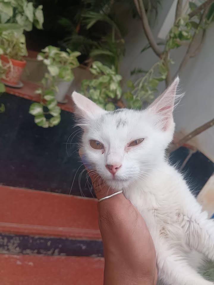 [Bangalore] Adopt this little one