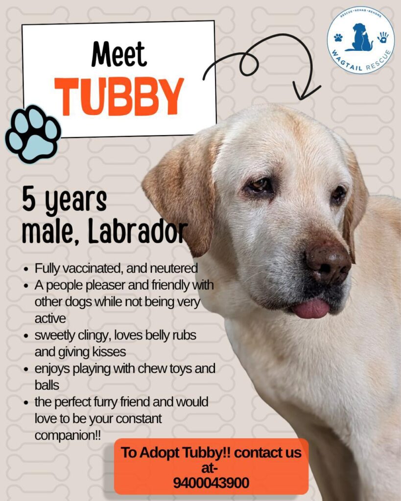 [City?] Adopt Tubby - pet in India (listing 92969)