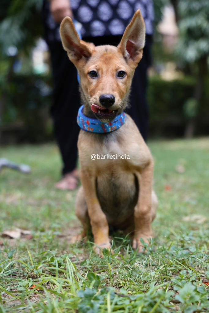 Adopt TukTuk (Delhi/NCR) - pet in Delhi NCR
