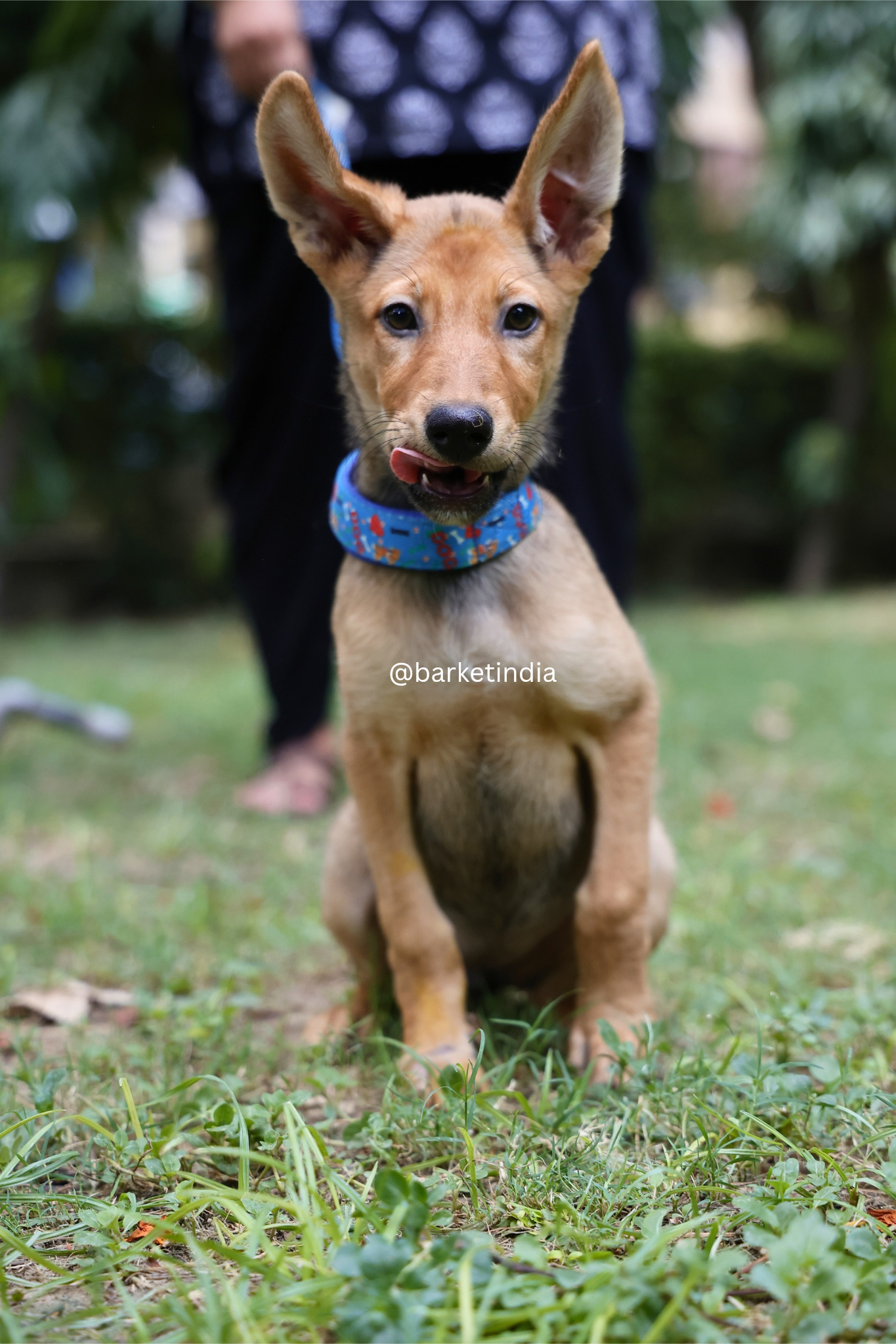Adopt TukTuk (Delhi/NCR) — Delhi NCR