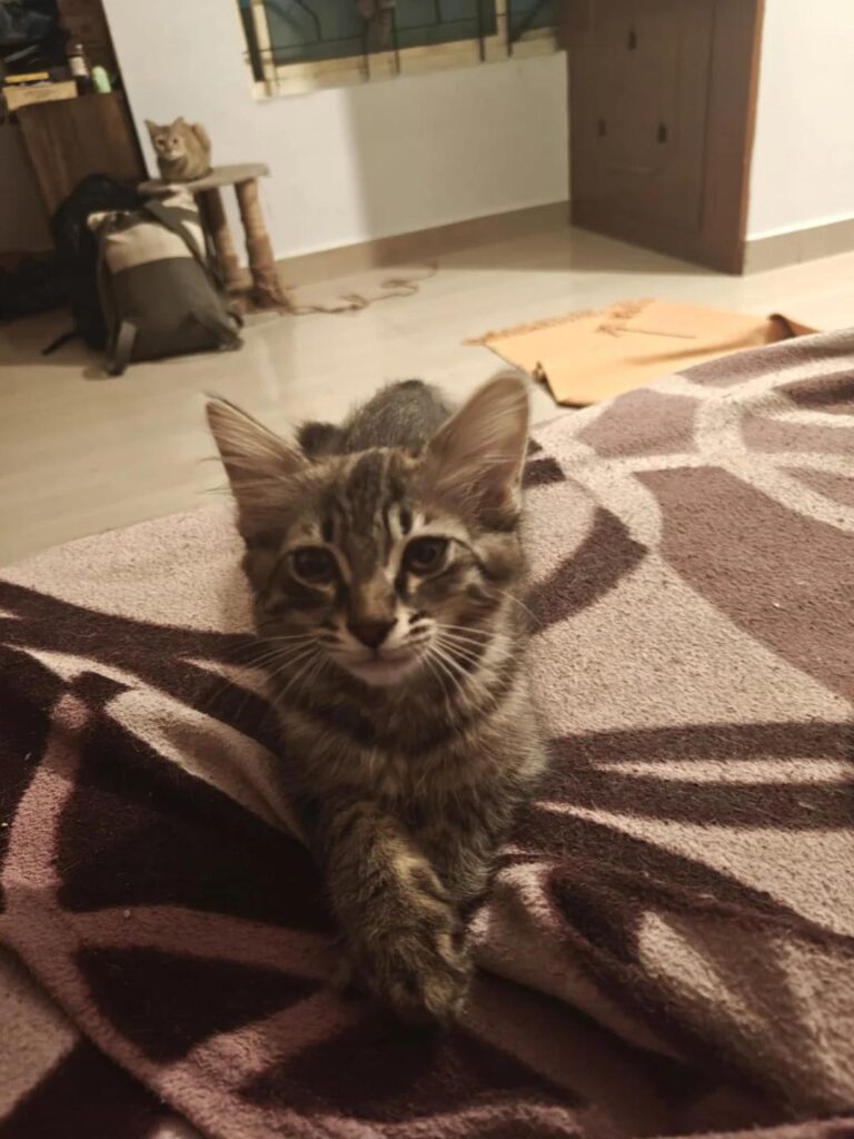 Adoption Alert - Pepper and Salt - pet in Bengaluru