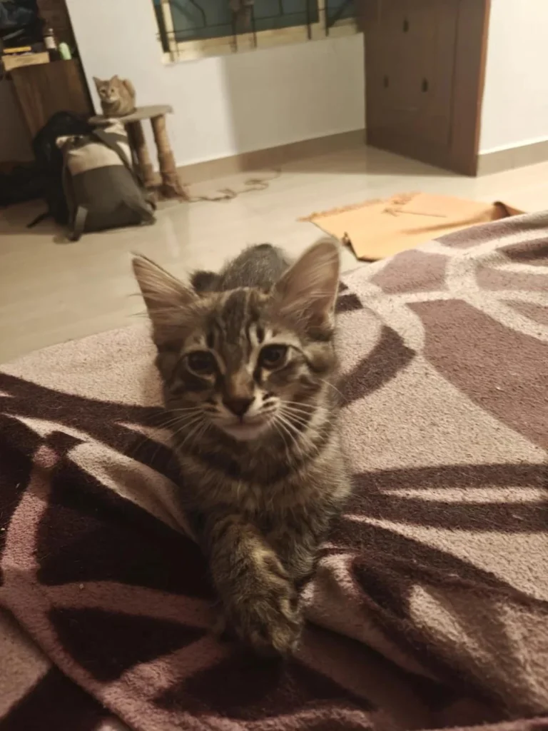 Adoption Alert - Pepper and Salt - pet in Bengaluru
