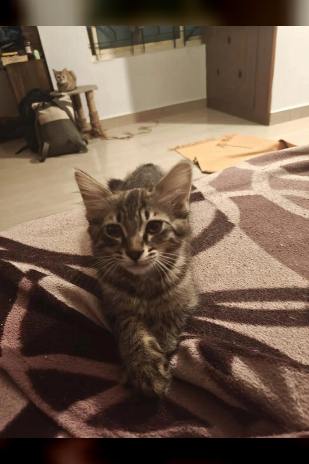 6-month-old for adoption in Bommsandara — Bengaluru