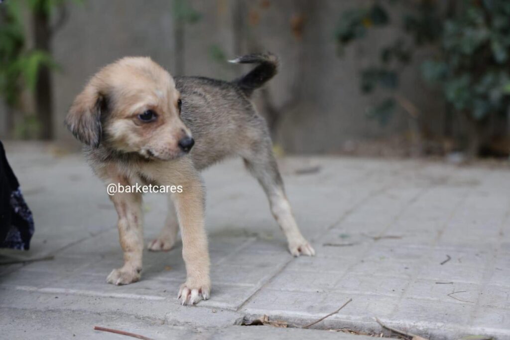 Adoption appeal - pet in India