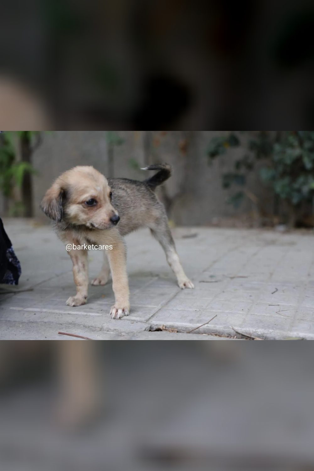 1-month-old female puppy for adoption — Delhi NCR