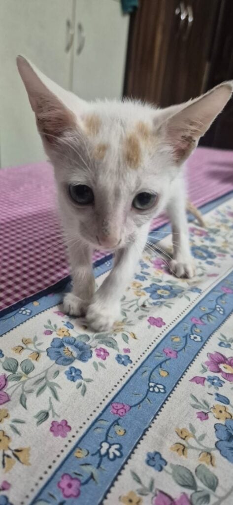 Adoption appeal - pet in India