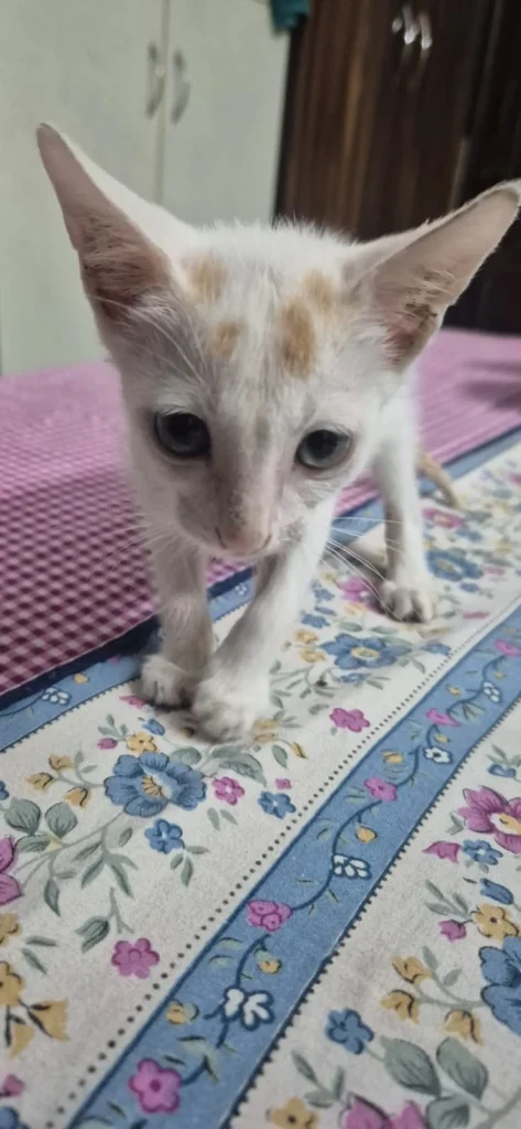 Adoption appeal - dog in Delhi