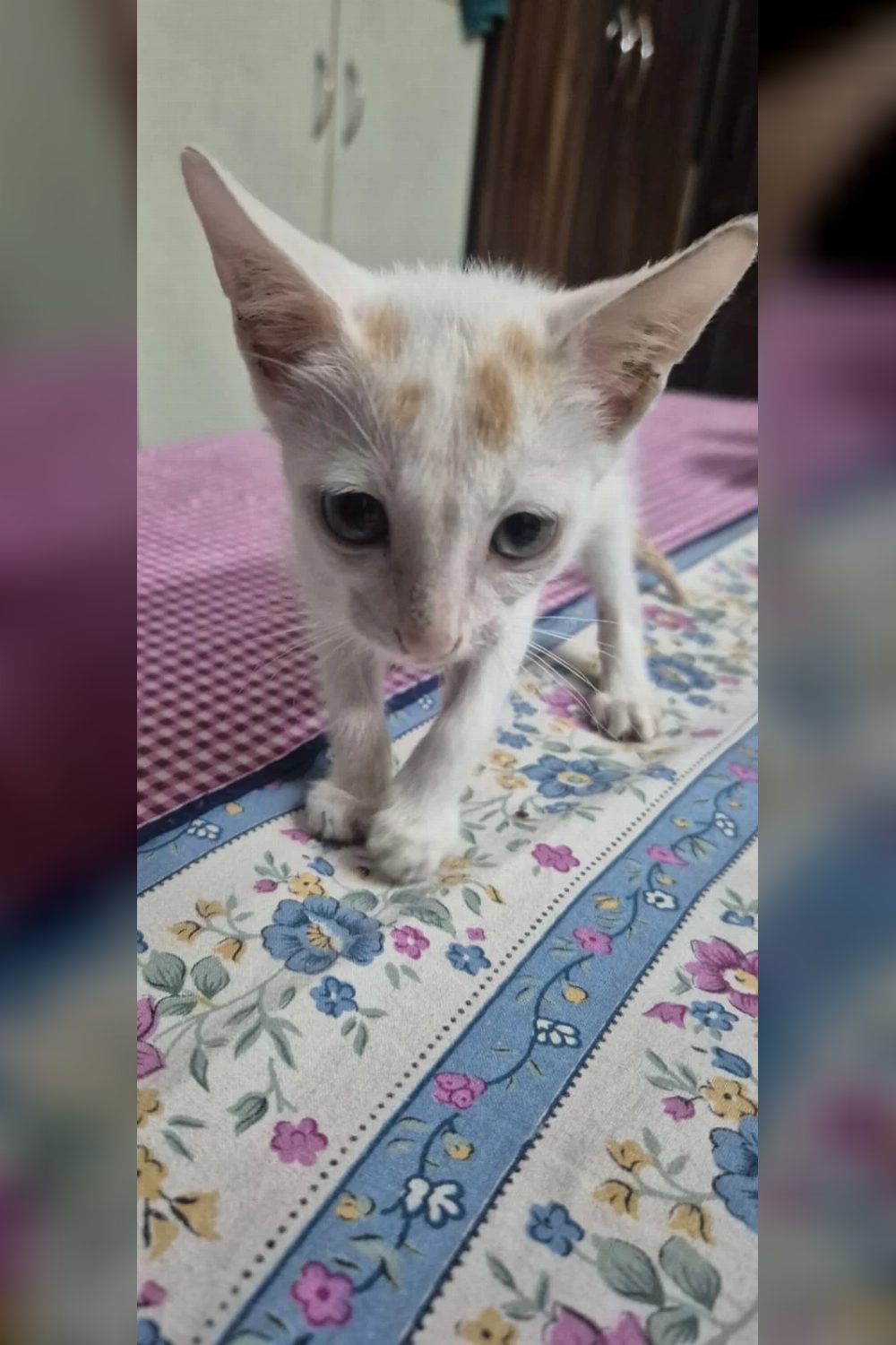 1.5-month-old female indie for adoption — Delhi NCR