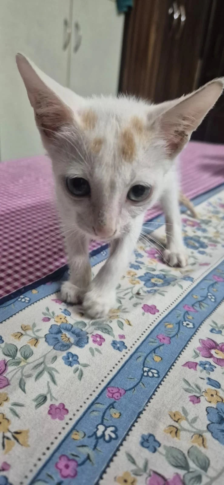 1.5-month-old female indie for adoption in Delhi NCR