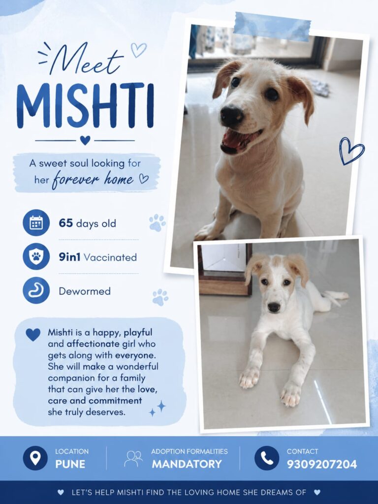 [City?] Adoption Appeal!! - pet in India